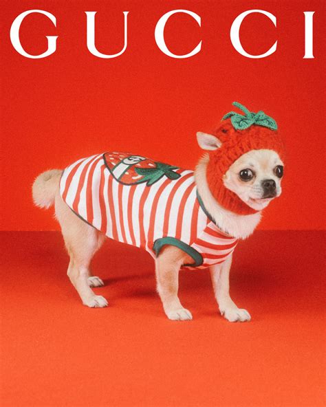 rotterdam gucci pet|Gucci pet accessories.